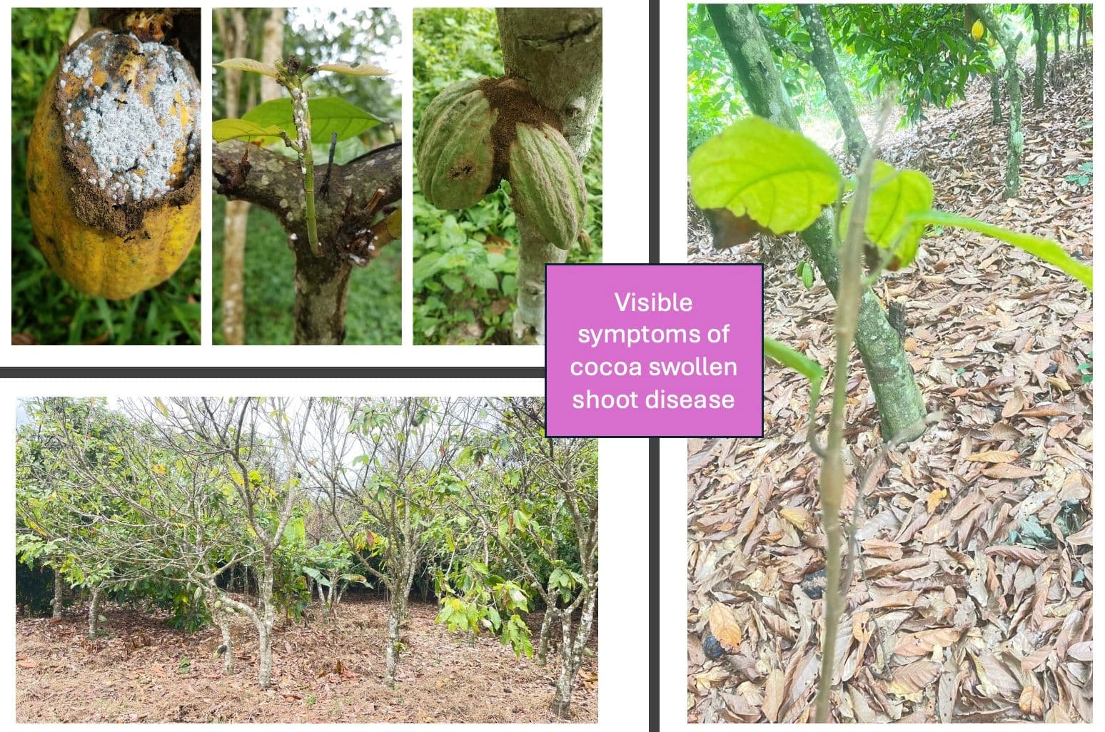 West Africa Reginal-level Cocoa Rehabilitation Framework